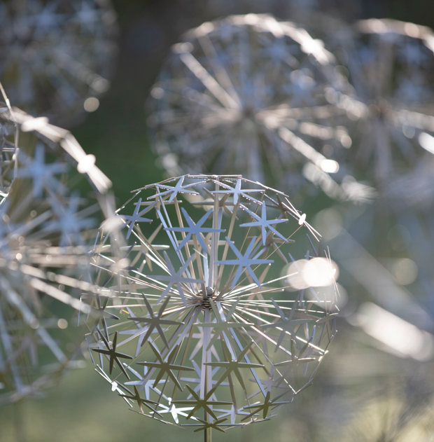 FAS100 Ruth Moilliet MRSS Allium Stem