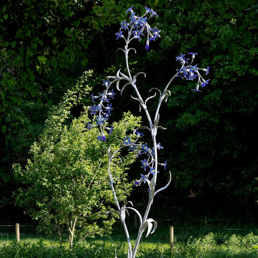 FAS175 FORGET-ME-NOT