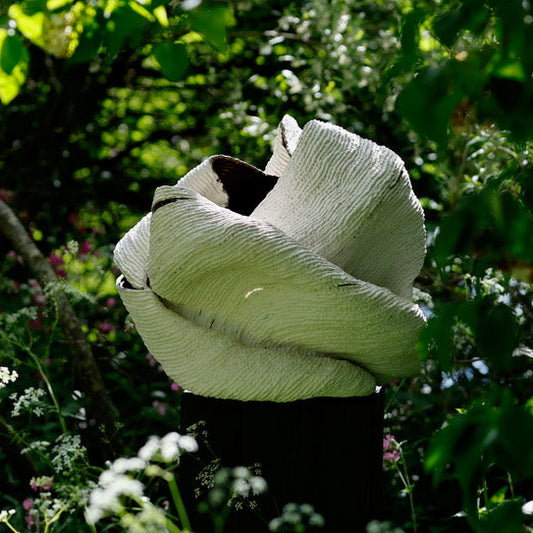 FAS047 ENVELOPING NATURE