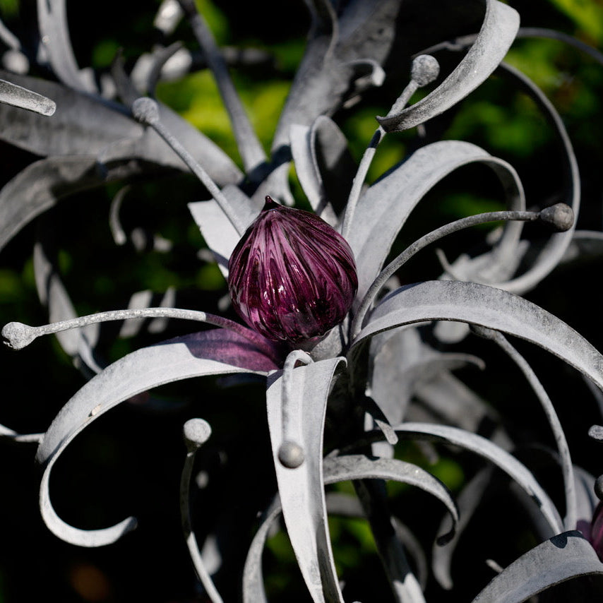 FAS179 HYACINTH