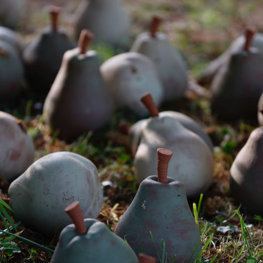 FAS241 PEARS