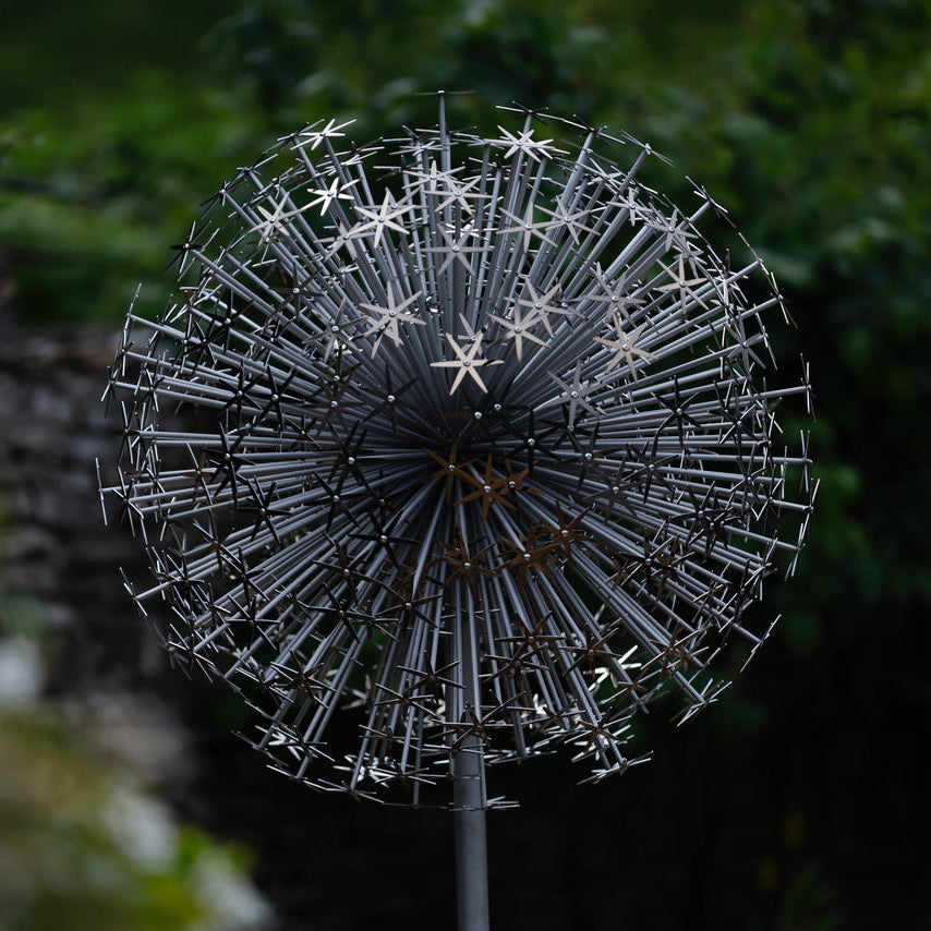 FAS148 ALLIUM SCHUBERTII