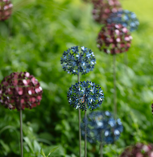 FAS099 Ruth Moilliet MRSS Agapanthus Stem